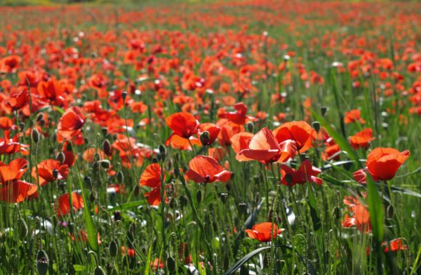 Remembrance Day Poppy Fields